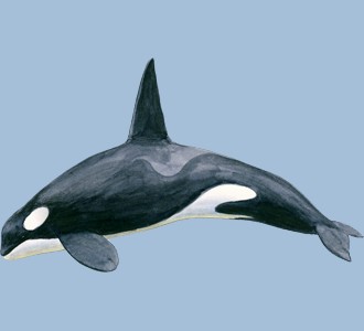 Accogli un animale marino di specie orca