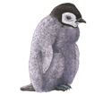 Pinguino imperatore ##STADE## - colore 59